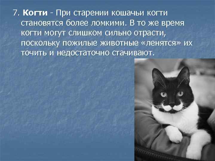 7. Когти - При старении кошачьи когти становятся более ломкими. В то же время