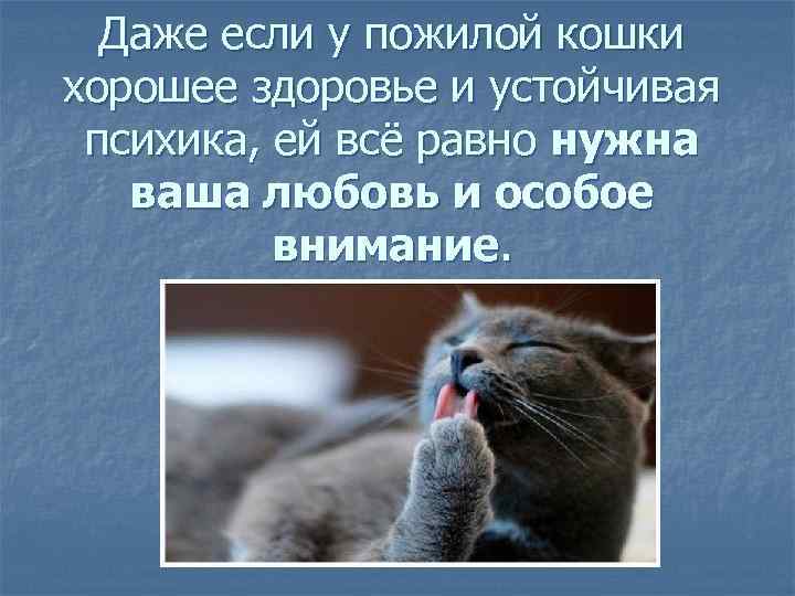 Даже если у пожилой кошки хорошее здоровье и устойчивая психика, ей всё равно нужна