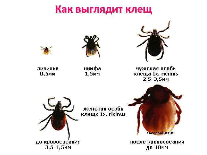 Как выглядит клещ 