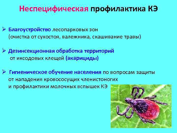 Неспецифическая профилактика КЭ Ø Благоустройство лесопарковых зон (очистка от сухостоя, валежника, скашивание травы) Ø