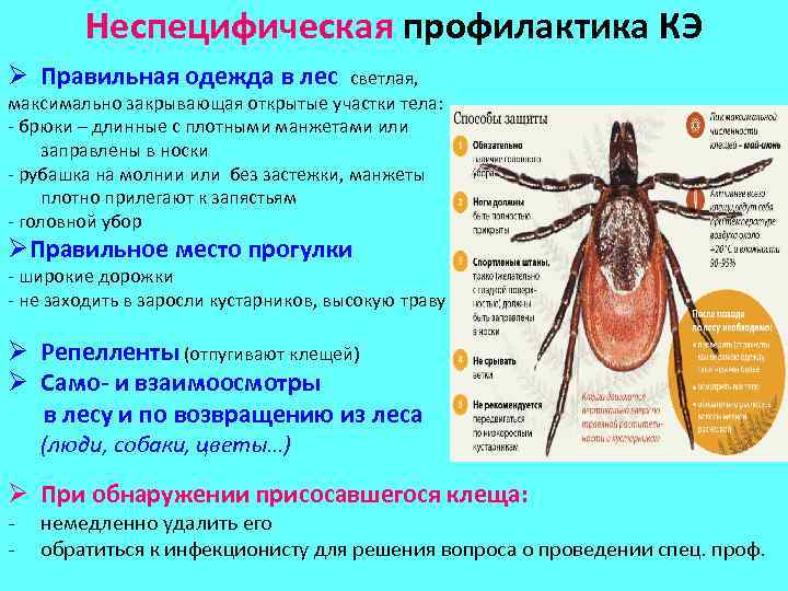 Неспецифическая профилактика КЭ Ø Правильная одежда в лес светлая, максимально закрывающая открытые участки тела: