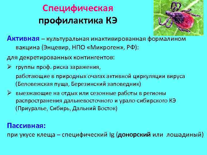Специфическая профилактика КЭ Активная – культуральная инактивированная формалином вакцина (Энцевир, НПО «Микроген» , РФ):