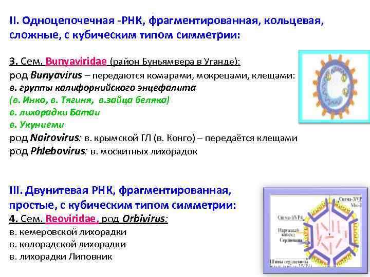 II. Одноцепочечная -РНК, фрагментированная, кольцевая, сложные, с кубическим типом симметрии: 3. Сем. Bunyaviridae (район