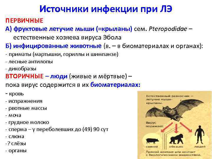 Источники инфекции при ЛЭ ПЕРВИЧНЫЕ А) фруктовые летучие мыши (=крыланы) сем. Pteropodidae – естественные