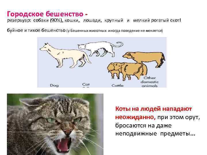 Городское бешенство - резервуар: собаки (90%), кошки, лошади, крупный и мелкий рогатый скот! буйное