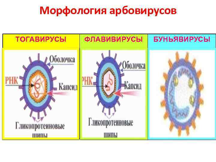 Вирус краснухи картинка