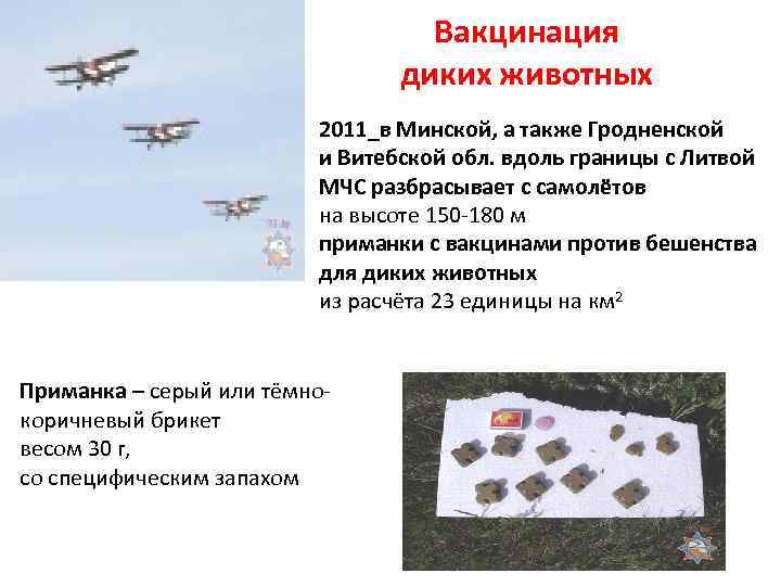 Вакцинация диких животных 2011_в Минской, а также Гродненской и Витебской обл. вдоль границы с