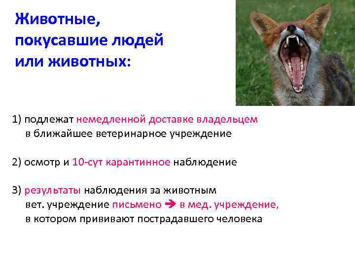 Животные, покусавшие людей или животных: 1) подлежат немедленной доставке владельцем в ближайшее ветеринарное учреждение