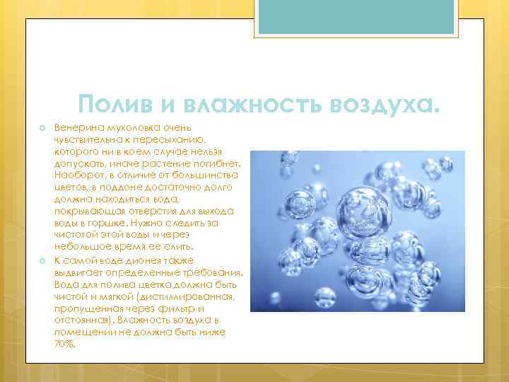 Полив и влажность воздуха. Венерина мухоловка очень чувствительна к пересыханию, которого ни в коем