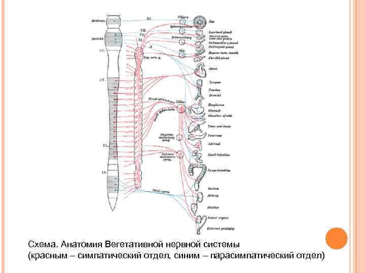 Схема. Анатомия Вегетативной нервной системы (красным – симпатический отдел, синим – парасимпатический отдел) 