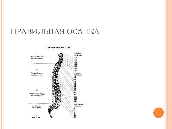 ПРАВИЛЬНАЯ ОСАНКА 