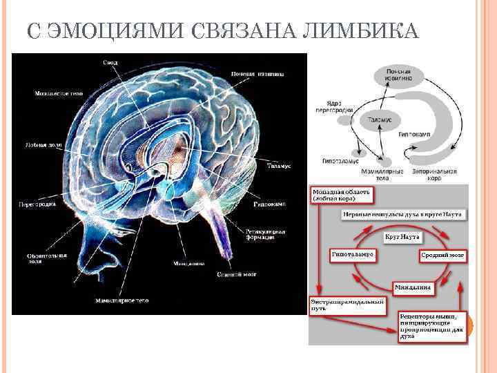 С ЭМОЦИЯМИ СВЯЗАНА ЛИМБИКА 