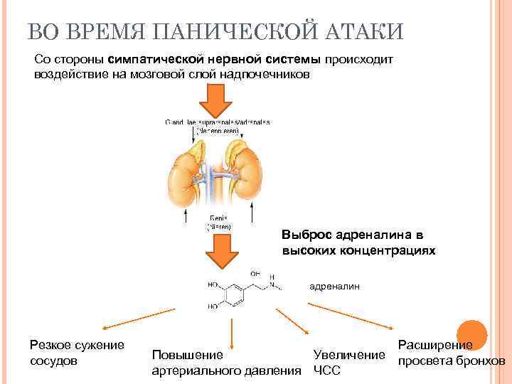 ВО ВРЕМЯ ПАНИЧЕСКОЙ АТАКИ Со стороны симпатической нервной системы происходит воздействие на мозговой слой