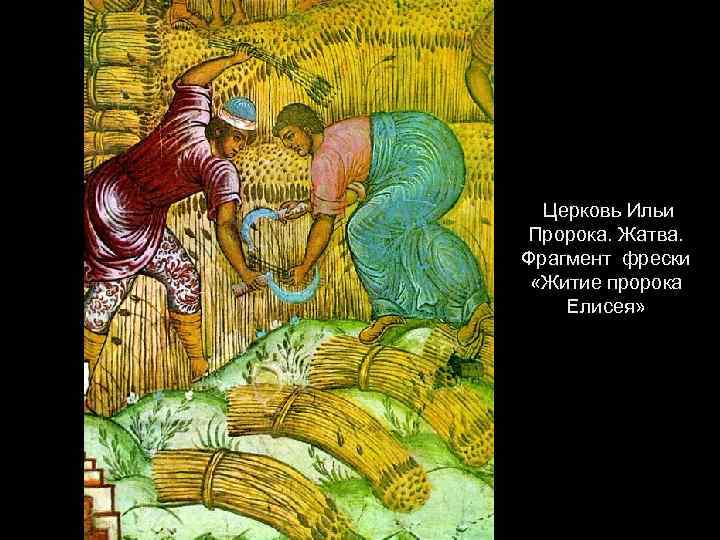 Церковь Ильи Пророка. Жатва. Фрагмент фрески «Житие пророка Елисея» 