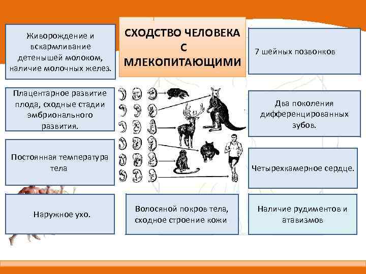 Живорождение и вскармливание детенышей молоком, наличие молочных желез. СХОДСТВО ЧЕЛОВЕКА С МЛЕКОПИТАЮЩИМИ 7 шейных