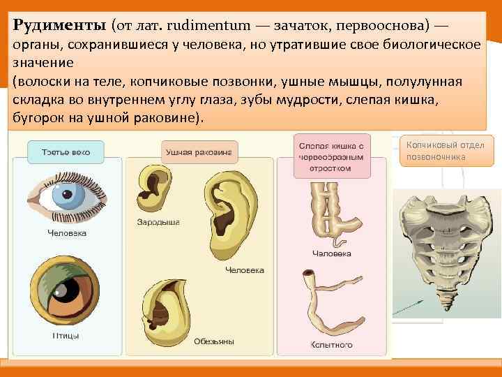 Рудименты (от лат. rudimentum — зачаток, первооснова) — органы, сохранившиеся у человека, но утратившие