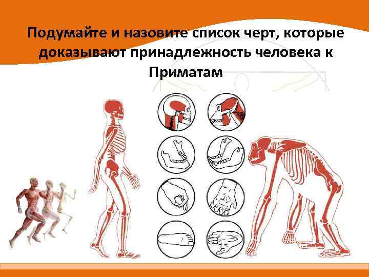 Подумайте и назовите список черт, которые доказывают принадлежность человека к Приматам 