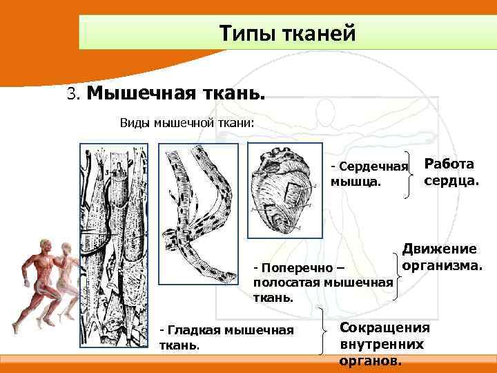 Типы тканей 3. Мышечная ткань. Виды мышечной ткани: - Сердечная мышца. - Поперечно –