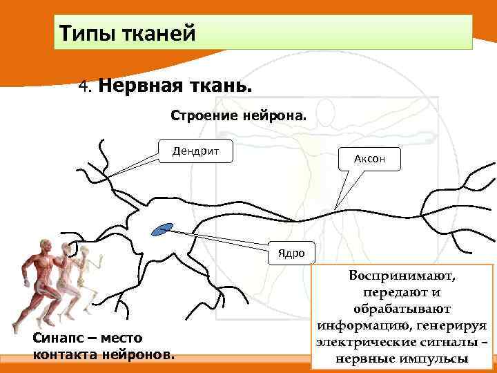 Типы тканей 4. Нервная ткань. Строение нейрона. Дендрит Аксон Ядро Синапс – место контакта