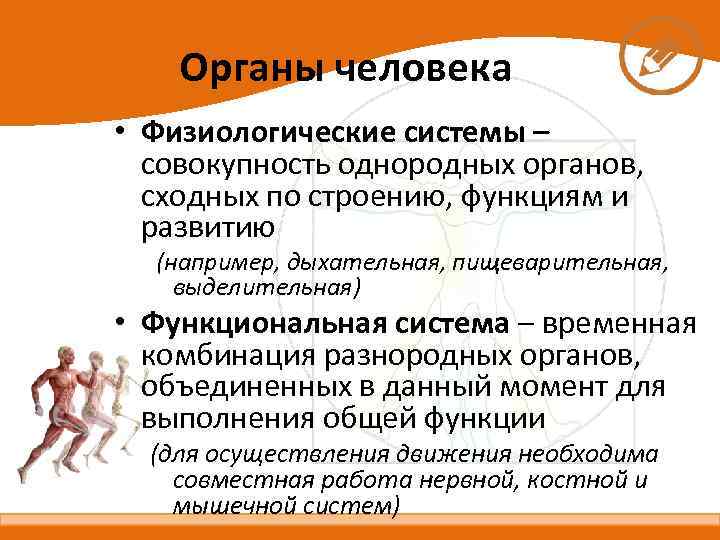 Органы человека • Физиологические системы – совокупность однородных органов, сходных по строению, функциям и