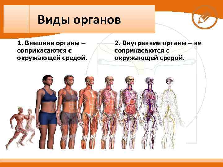 Организм не может функционировать. Системы тела человека. Системы органов организма человека. Типы органов человека. Система тел.