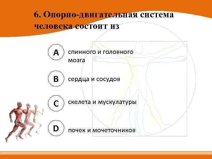 6. Опорно-двигательная система человека состоит из A спинного и головного мозга B сердца и