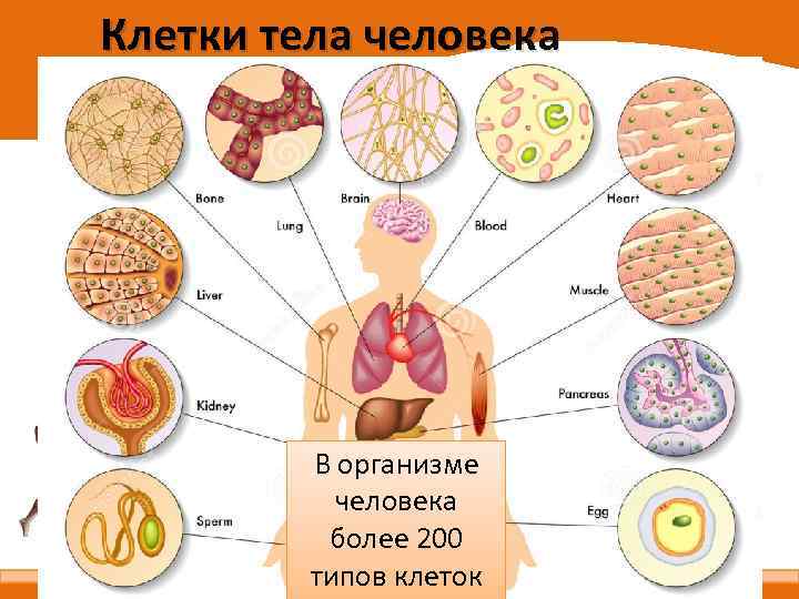 Клетки тела человека В организме человека более 200 типов клеток 