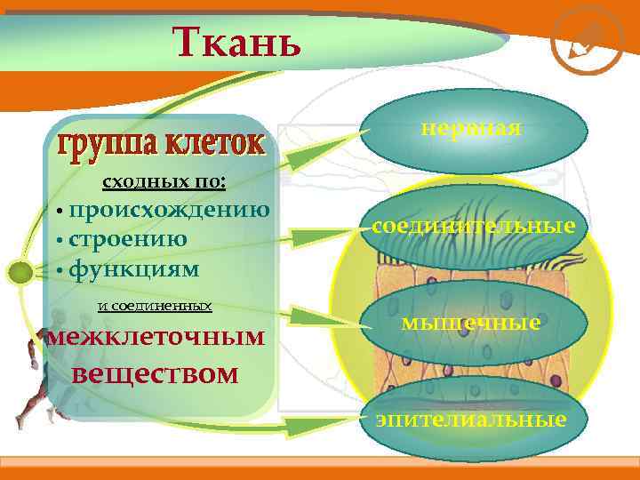 Ткань нервная сходных по: • происхождению • строению соединительные • функциям и соединенных межклеточным