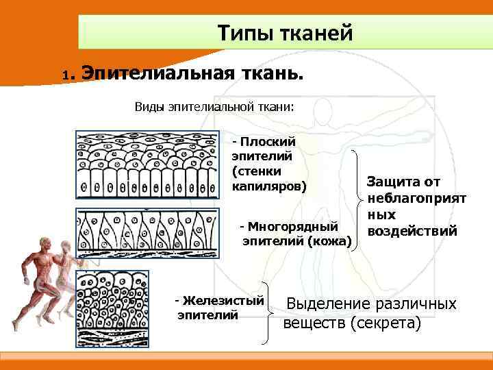 Типы тканей 1. Эпителиальная ткань. Виды эпителиальной ткани: - Плоский эпителий (стенки капиляров) -