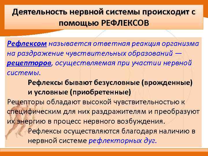 Деятельность нервной системы происходит с помощью РЕФЛЕКСОВ Рефлексом называется ответная реакция организма на раздражение