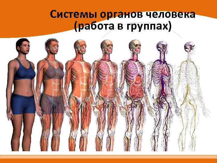 Системы органов человека (работа в группах) 