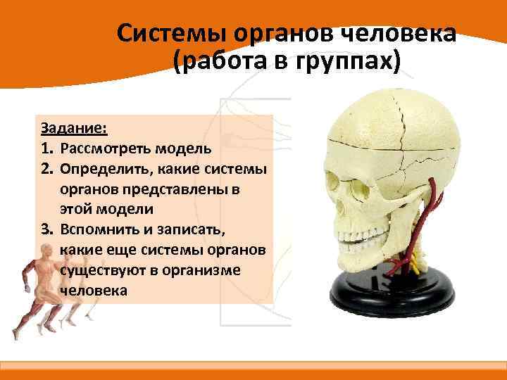 Системы органов человека (работа в группах) Задание: 1. Рассмотреть модель 2. Определить, какие системы