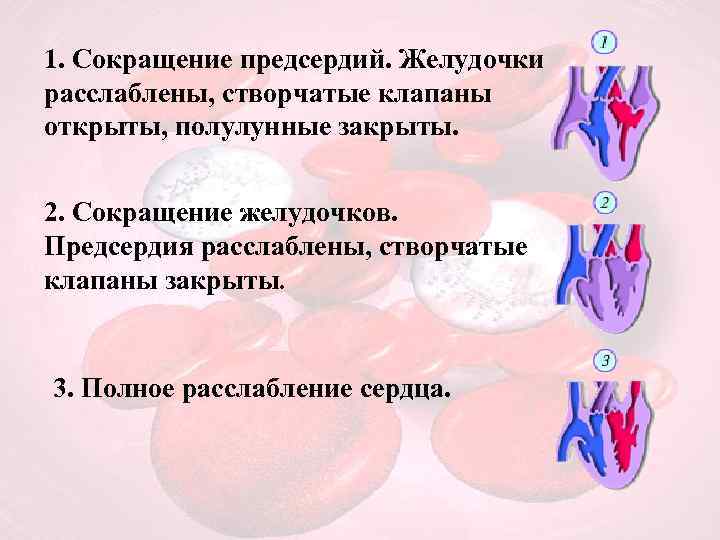 Сокращение желудочков. Створчатые клапаны при сокращении желудочков. При сокращении предсердий створчатые клапаны а полулунные. Сокращение предсердий створчатые клапаны. При сокращении предсердий створчатые клапаны.