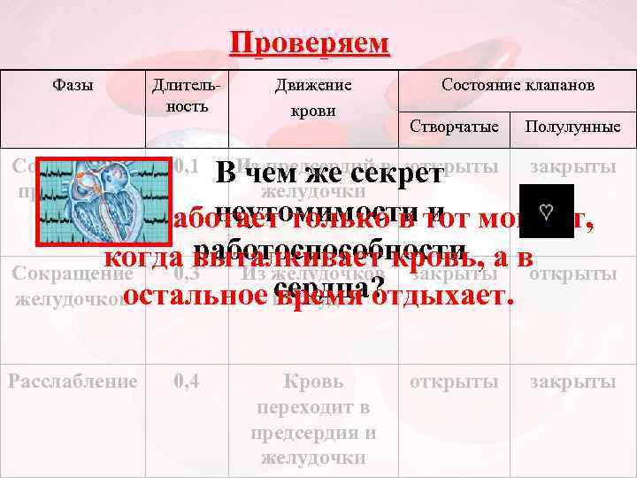 Проверяем Фазы Длительность Сокращение предсердий 0, 4 Состояние клапанов Створчатые Полулунные 0, 1 Расслабление
