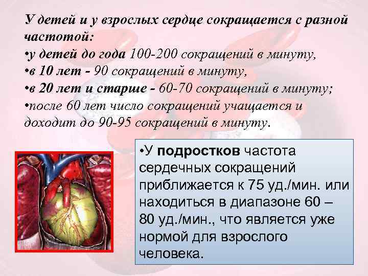 У детей и у взрослых сердце сокращается с разной частотой: • у детей до