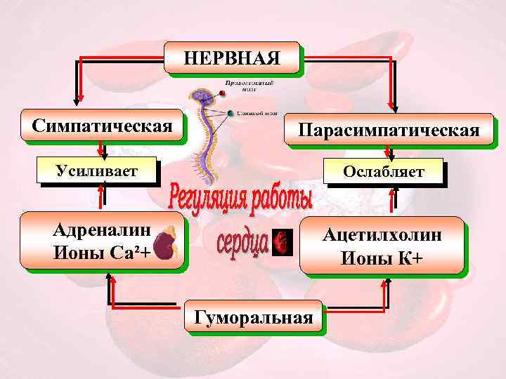 НЕРВНАЯ Симпатическая Парасимпатическая Усиливает Ослабляет Адреналин Ионы Са²+ Ацетилхолин Ионы К+ Гуморальная 