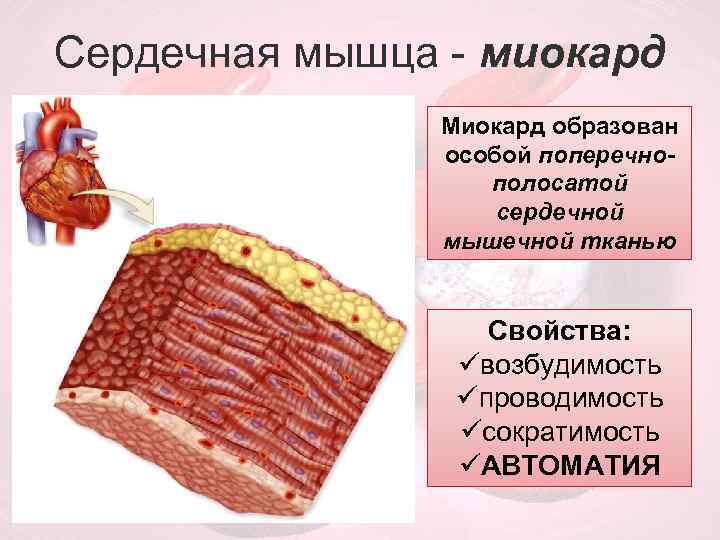 Ткань образующая мышцы. Какой тканью образован миокард. Миокард образован мышечной тканью. Какая ткань образует миокард. Миокард образован поперечно-полосатой сердечной мышечной тканью.