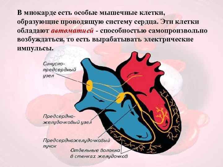 Проводящая система сердца механизм автоматии сердца презентация