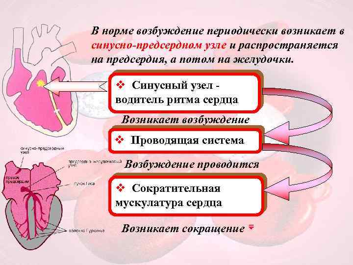 В норме возбуждение периодически возникает в синусно-предсердном узле и распространяется на предсердия, а потом
