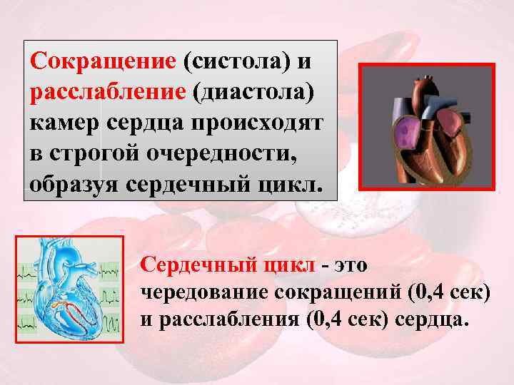 Сокращение (систола) и расслабление (диастола) камер сердца происходят в строгой очередности, образуя сердечный цикл.