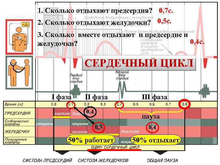 1. Сколько отдыхают предсердия? 0, 7 с. 2. Сколько отдыхают желудочки? 0, 5 с.