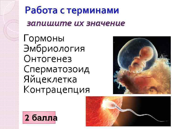 Работа с терминами запишите их значение Гормоны Эмбриология Онтогенез Сперматозоид Яйцеклетка Контрацепция 2 балла