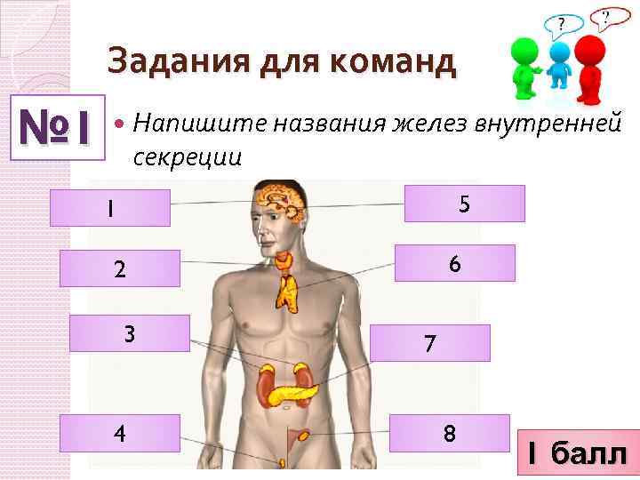 Назовите железу