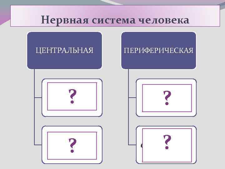 Нервная система человека ЦЕНТРАЛЬНАЯ ПЕРИФЕРИЧЕСКАЯ Головной мозг ? Нервы Спинной мозг Нервные окончания и