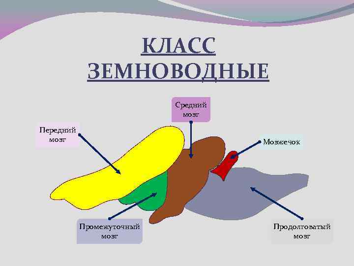 Мозг земноводных рисунок. Головной мозг земноводных. Передний мозг земноводных. Промежуточный мозг амфибий. Отделы мозга земноводных.