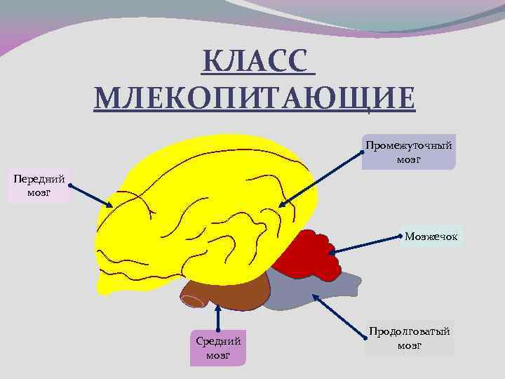 КЛАСС МЛЕКОПИТАЮЩИЕ Промежуточный мозг Передний мозг Мозжечок Средний мозг Продолговатый мозг 