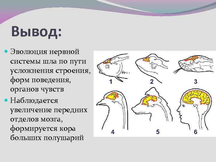 Вывод: Эволюция нервной системы шла по пути усложнения строения, форм поведения, органов чувств Наблюдается
