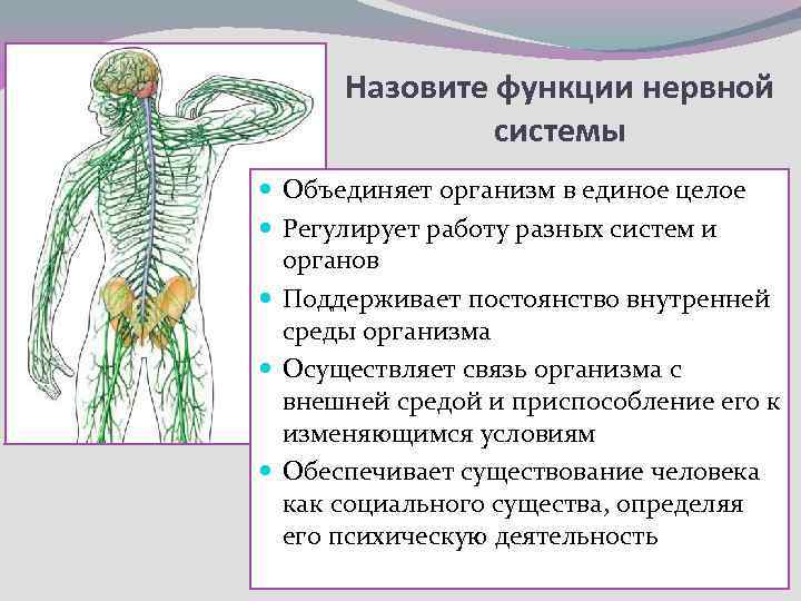 Где находится периферическая вена у человека фото