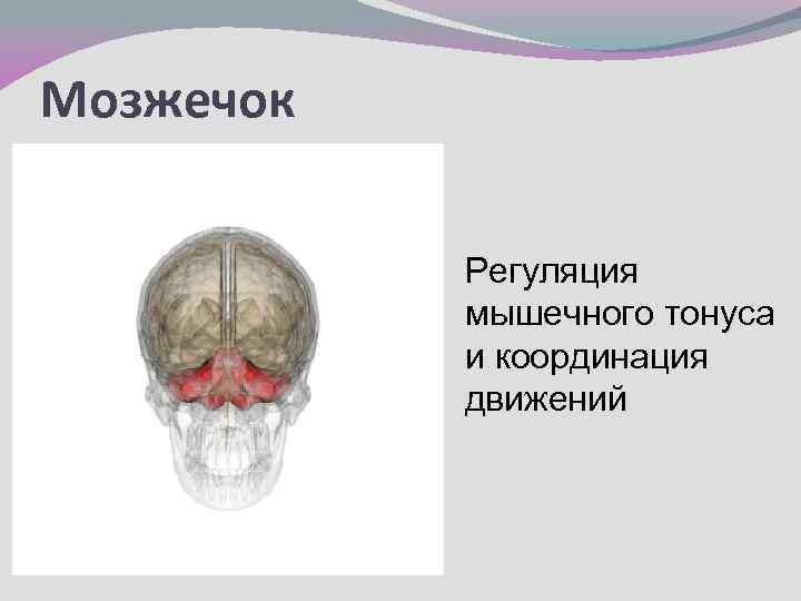 Мозжечок Регуляция мышечного тонуса и координация движений 