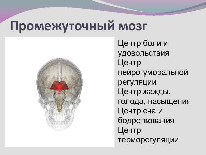 Промежуточный мозг Центр боли и удовольствия Центр нейрогуморальной регуляции Центр жажды, голода, насыщения Центр